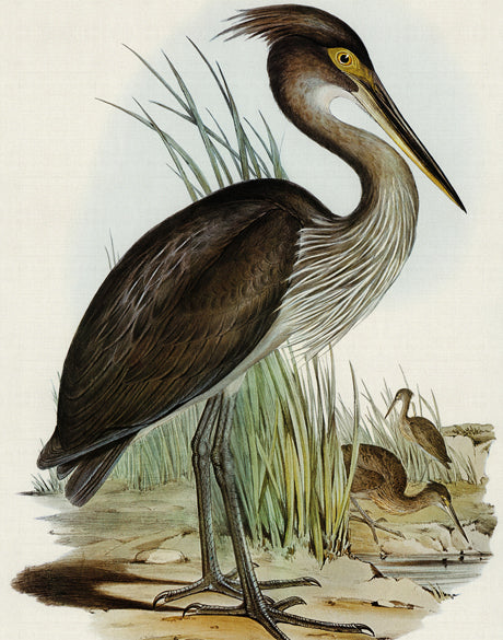 Pembroke Bird I (Canvas)
