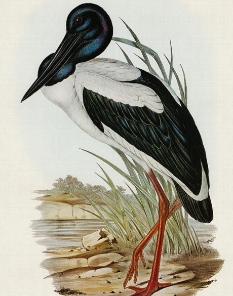 Pembroke Bird V