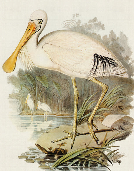 Pembroke Bird VI (Canvas)