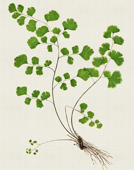 Lush Fern III