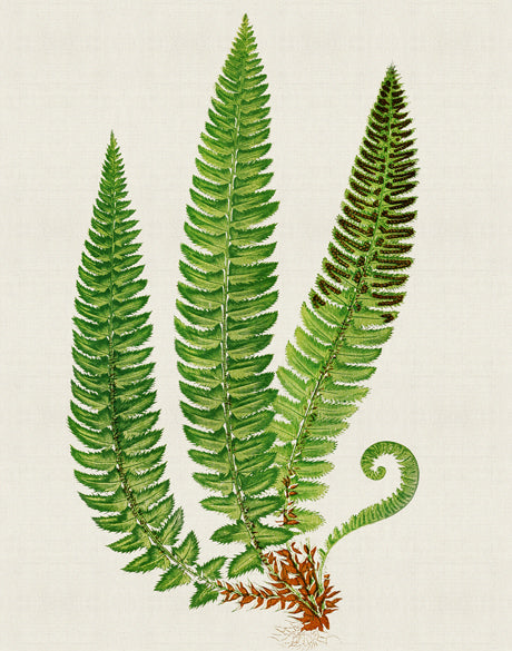 Lush Fern V