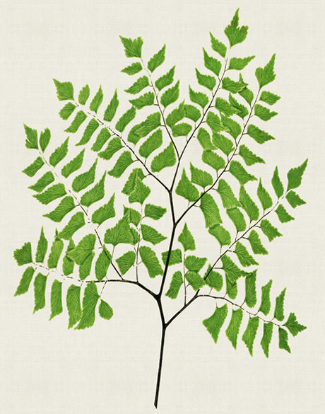 Lush Fern VI
