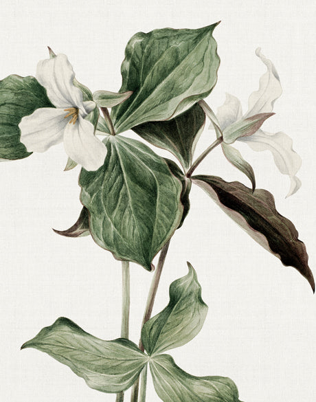 Phillipson Floral III