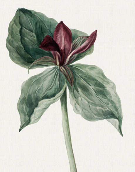 Phillipson Floral V