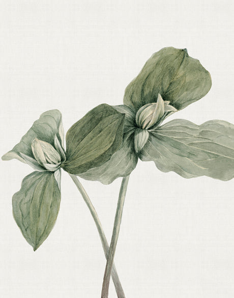 Phillipson Floral X (Canvas)
