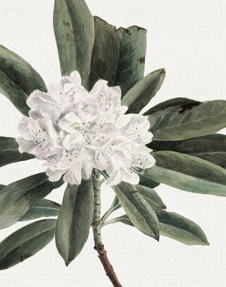 Phillipson Floral XII (Canvas)