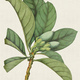 plant02_3