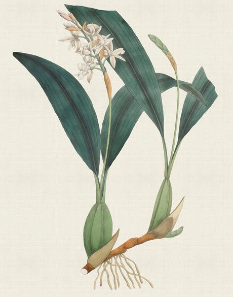 Exotic Garden V (Canvas)