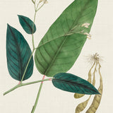 plant06_3