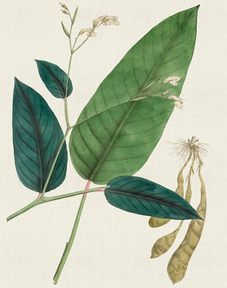Exotic Garden VI