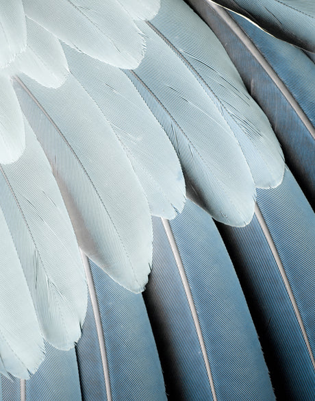 La Plume I
