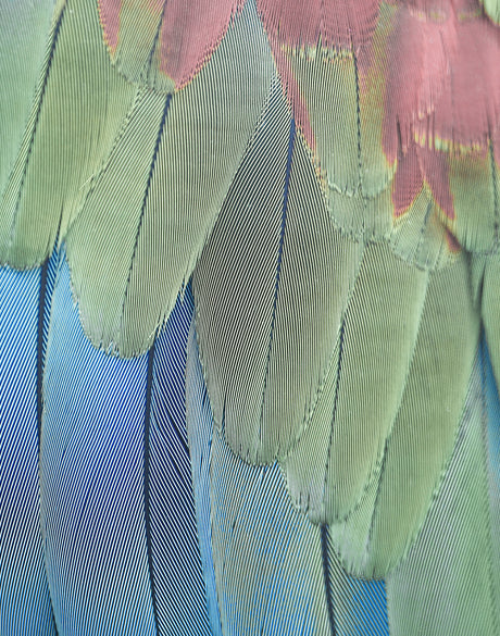 La Plume II