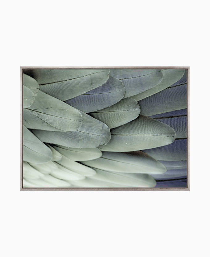 La Plume III (Canvas)
