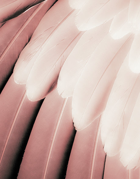 La Plume V