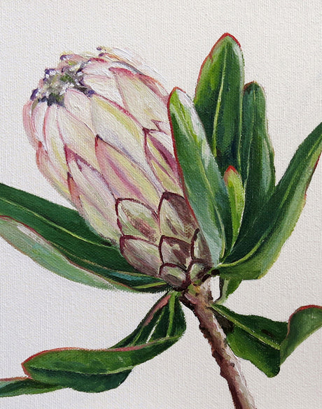 Australian Native II