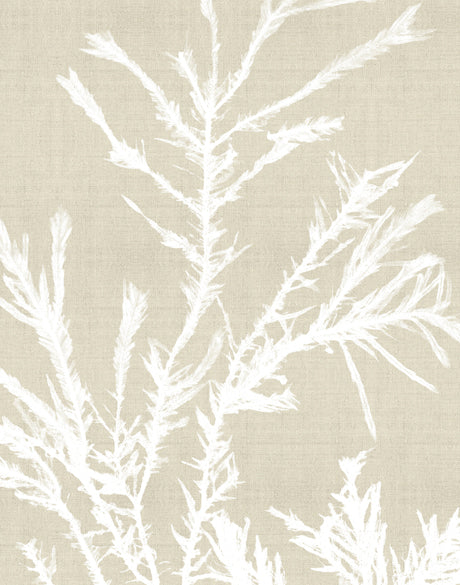 Seaweed Harmony III