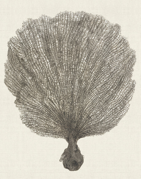 Natural Coral II