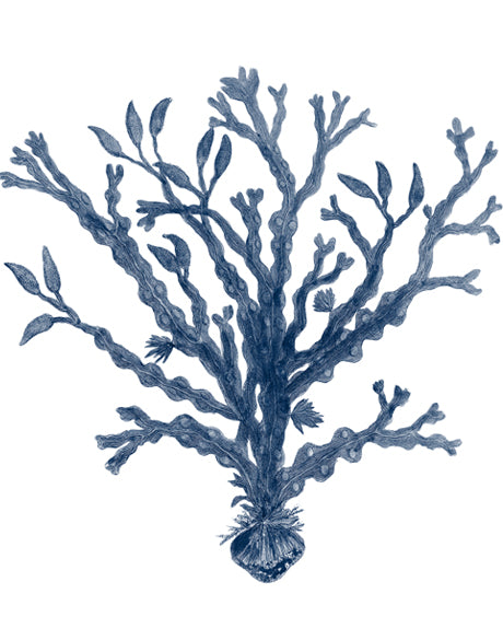 Natural Coral VII (Indigo)