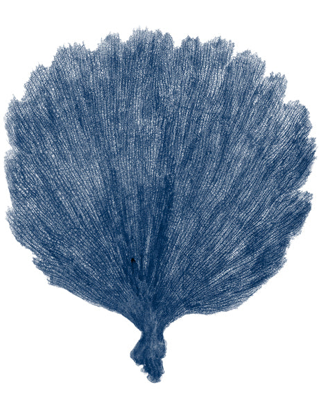 Natural Coral XII (Indigo)