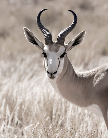 Wild Safari I