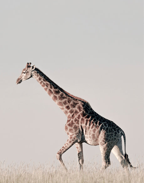 Wild Safari II (Canvas)