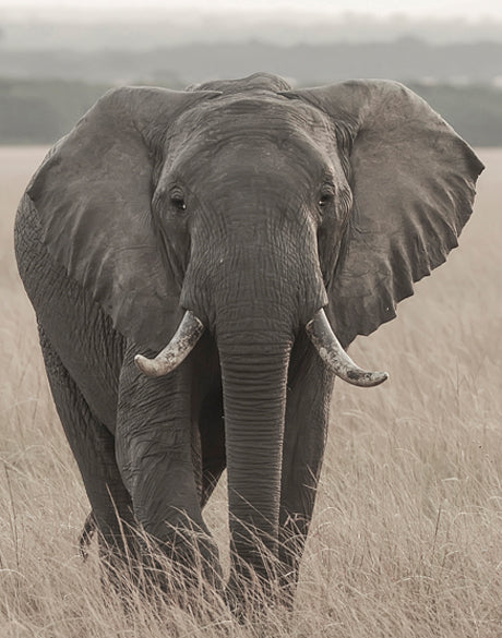 Wild Safari III