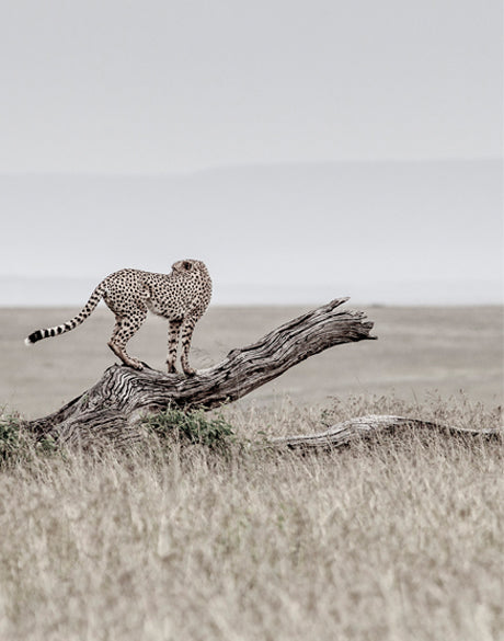 Wild Safari IV