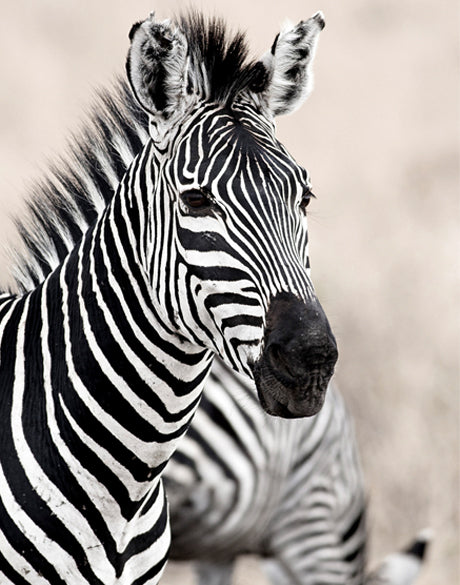 Wild Safari V
