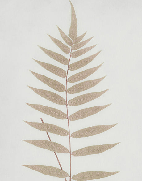 Forest Fern I