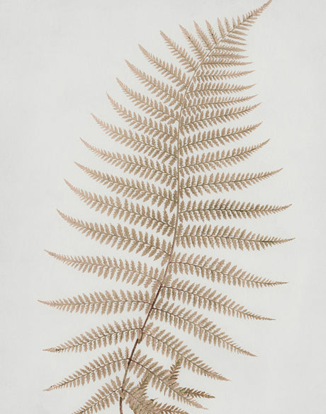 Forest Fern II