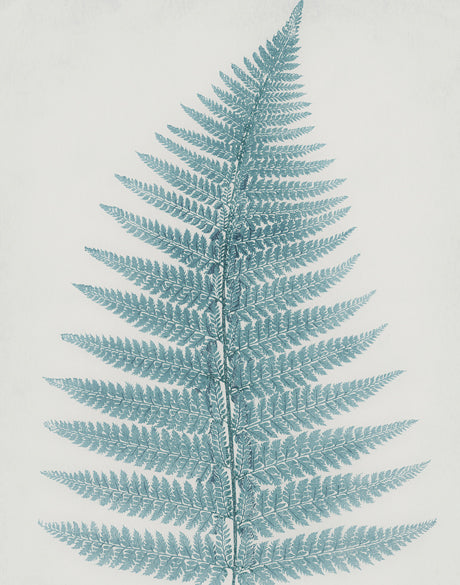 Forest Fern III