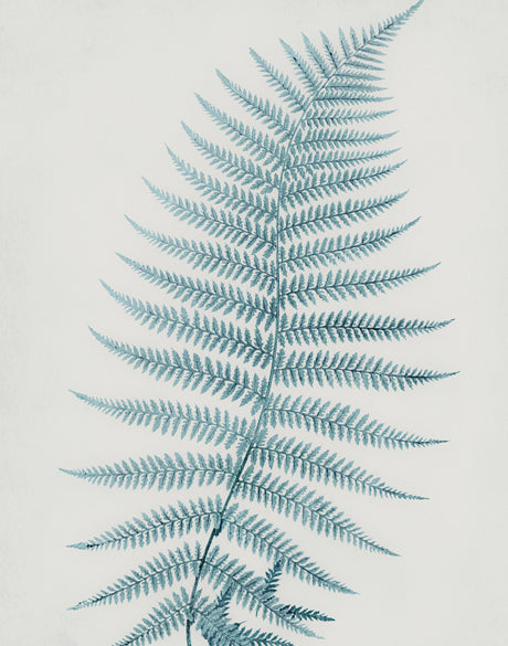 Forest Fern IV