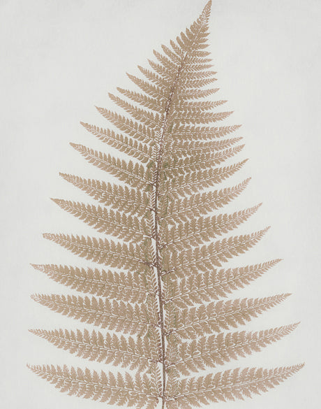 Forest Fern V
