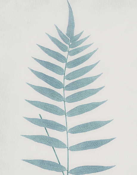Forest Fern VI