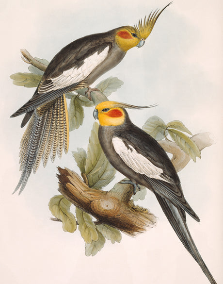 Splendid Bird I