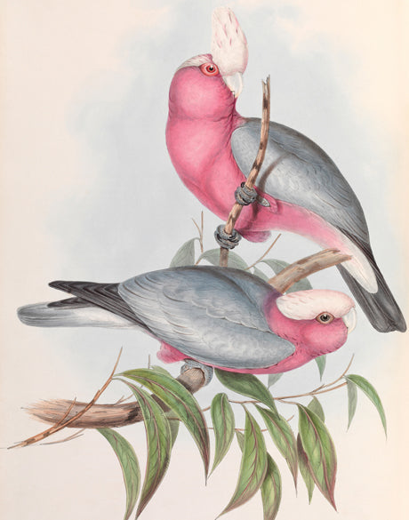 Splendid Bird III