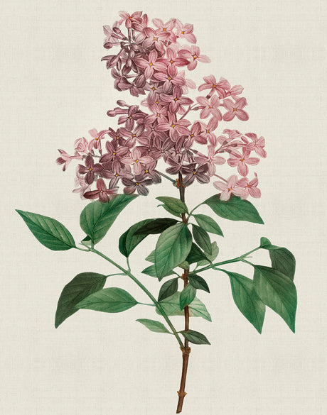 Tiverton Floral IV