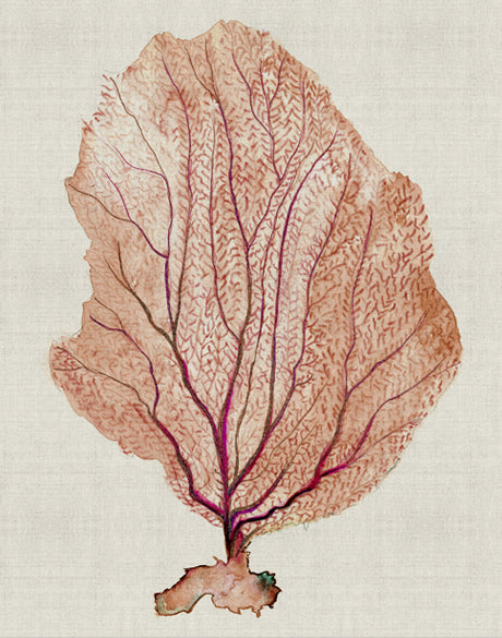 Delicate Coral I