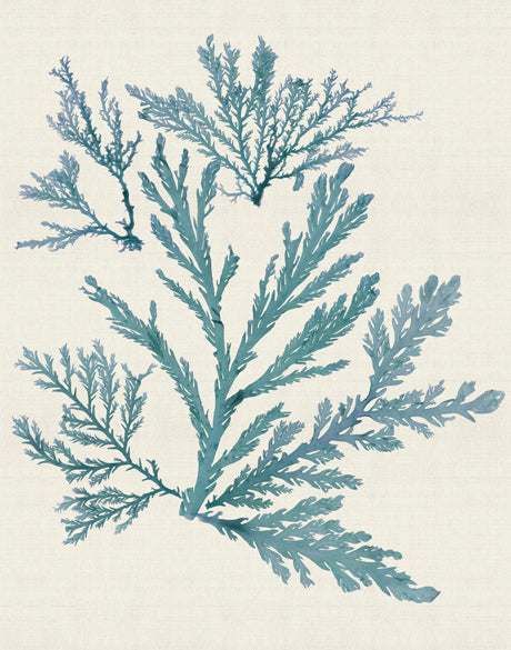 Seaweed Subject I (Blue)