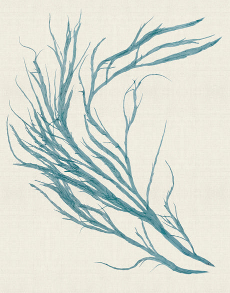 Seaweed Subject III (Blue)