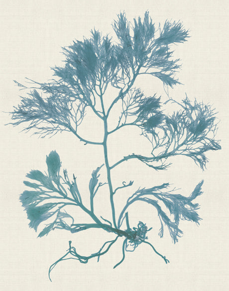 Seaweed Subject IV (Blue)