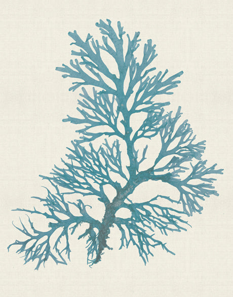 Seaweed Subject V (Blue)
