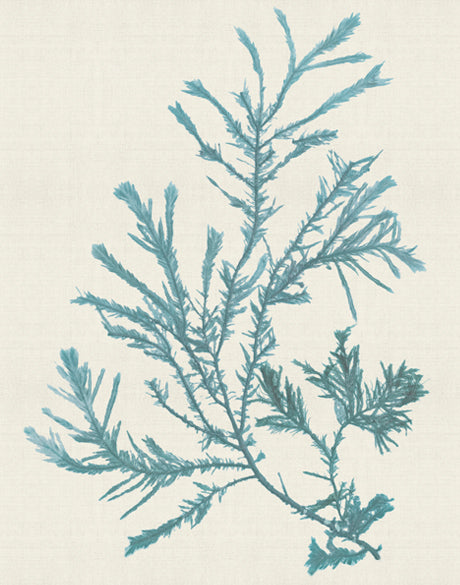 Seaweed Subject VI (Blue) (Canvas)