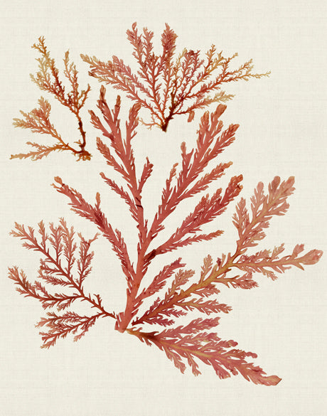 Seaweed Subject VII (Red) (Canvas)