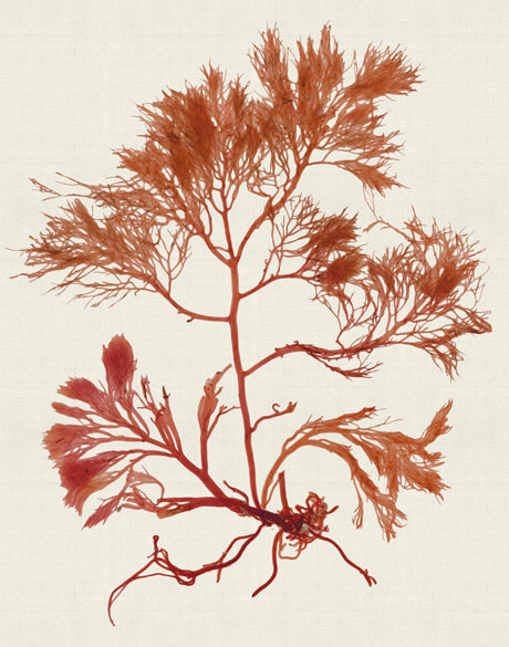 Seaweed Subject X (Red) (Canvas)