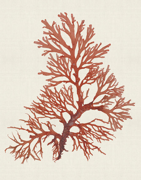 Seaweed Subject XI (Red) (Canvas)