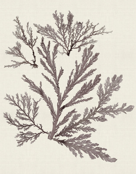 Seaweed Subject XIII (Taupe)