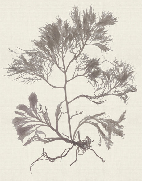 Seaweed Subject XVI (Taupe)