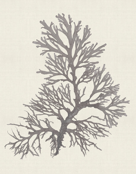 Seaweed Subject XVII (Taupe)