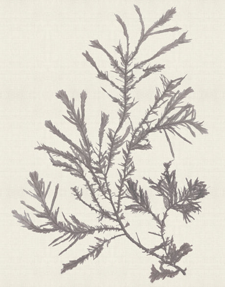 Seaweed Subject XVIII (Taupe) (Canvas)
